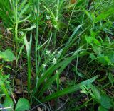 Zigadenus sibiricus