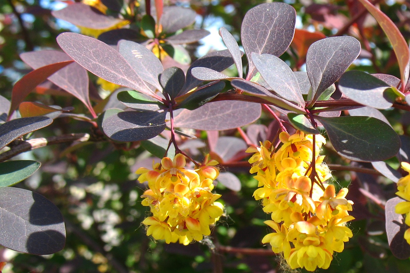 Изображение особи Berberis &times; ottawensis.