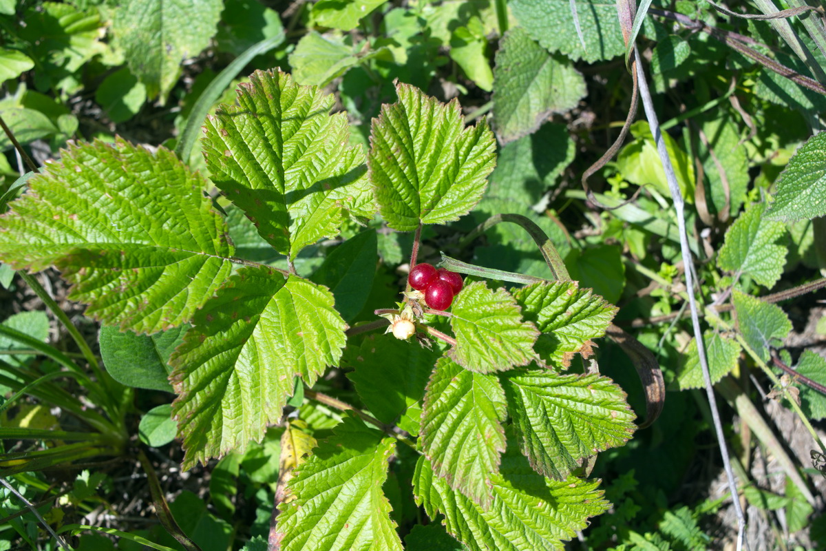 Изображение особи Rubus saxatilis.