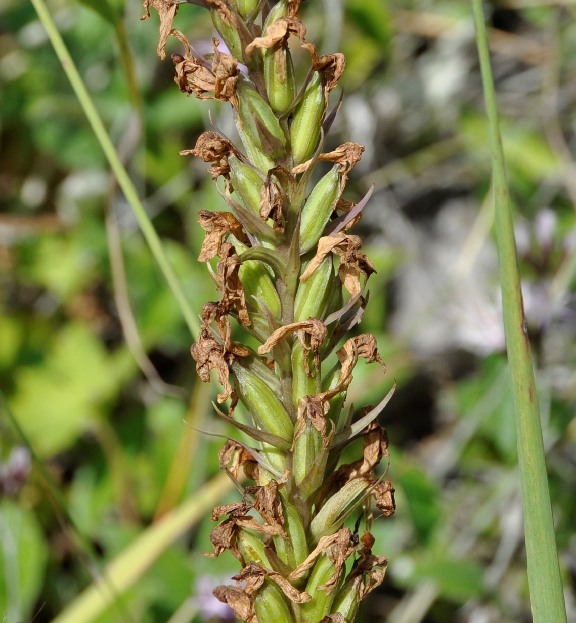 Image of Dactylorhiza saccifera specimen.