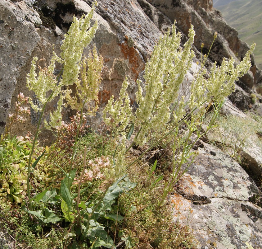 Изображение особи Rumex tuberosus ssp. horizontalis.