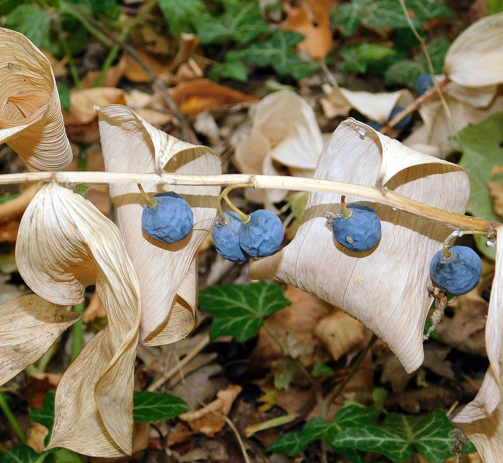 Изображение особи Polygonatum glaberrimum.