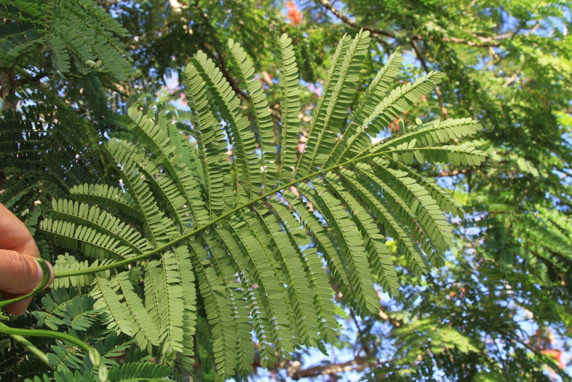 Image of Delonix regia specimen.