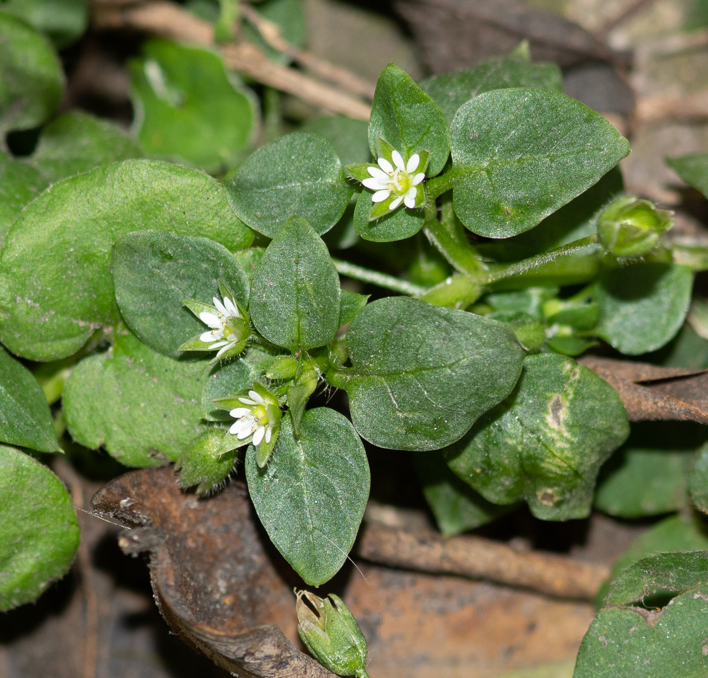 Image of genus Stellaria specimen.