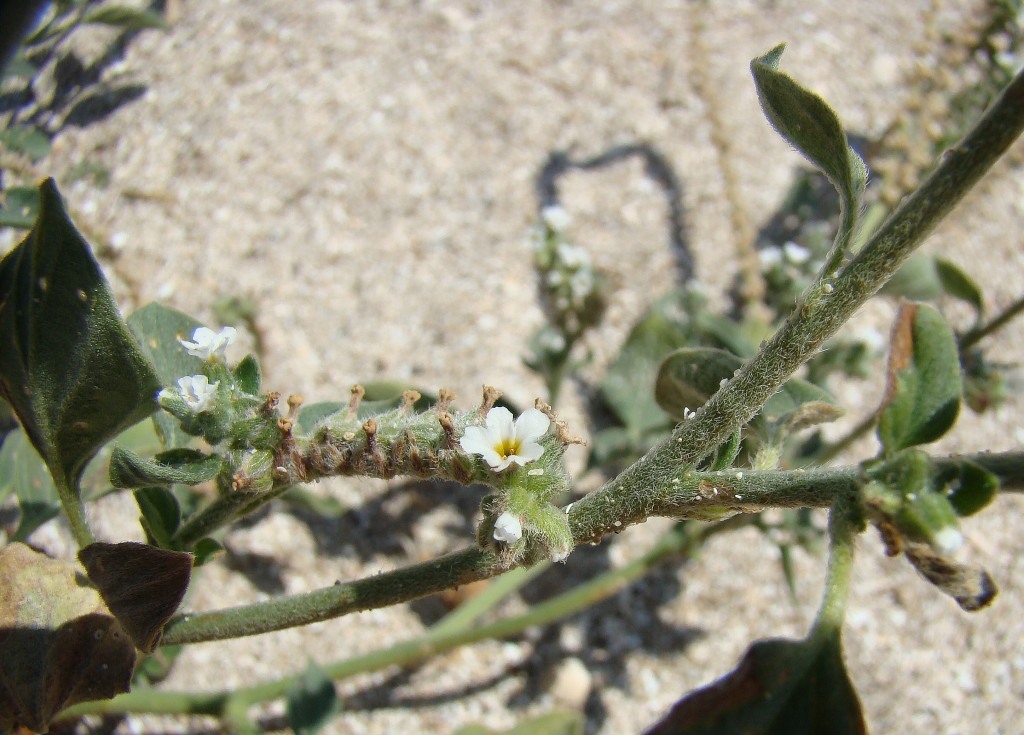 Изображение особи Heliotropium ellipticum.