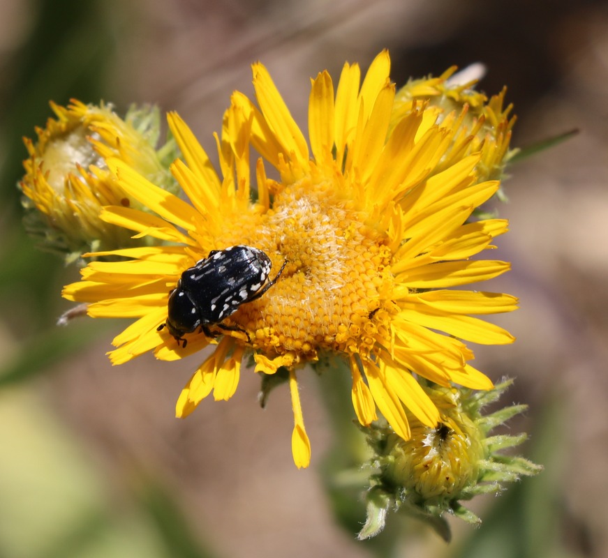 Image of genus Inula specimen.