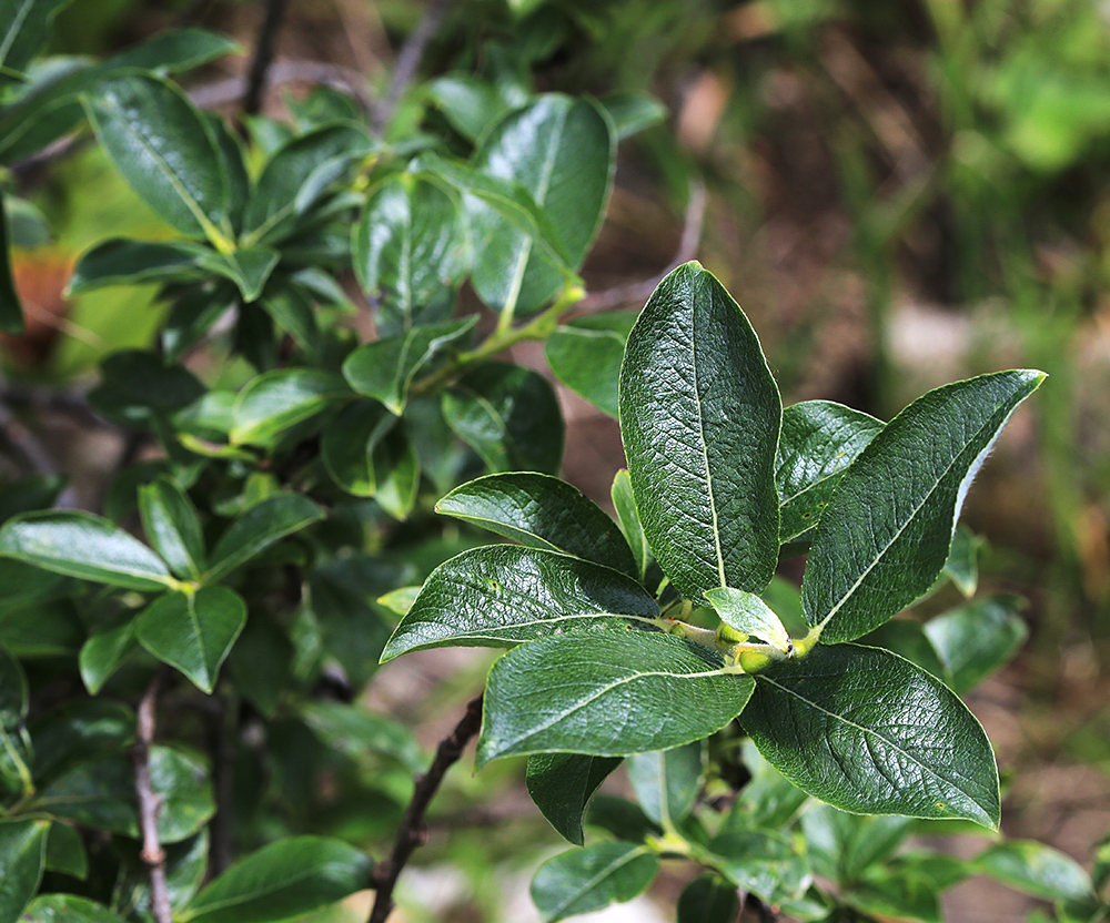 Image of Salix woroschilovii specimen.