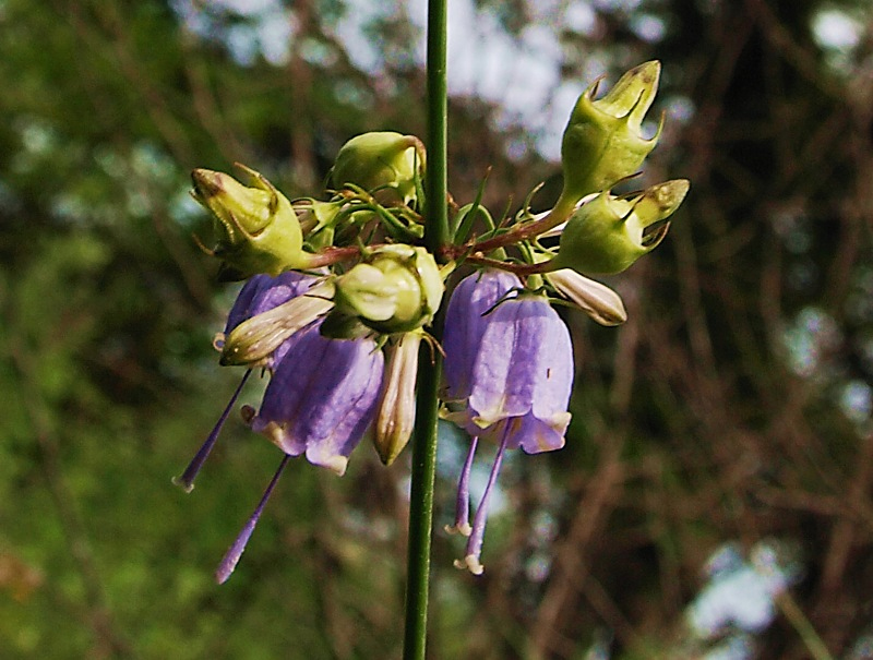 Image of Adenophora verticillata specimen.