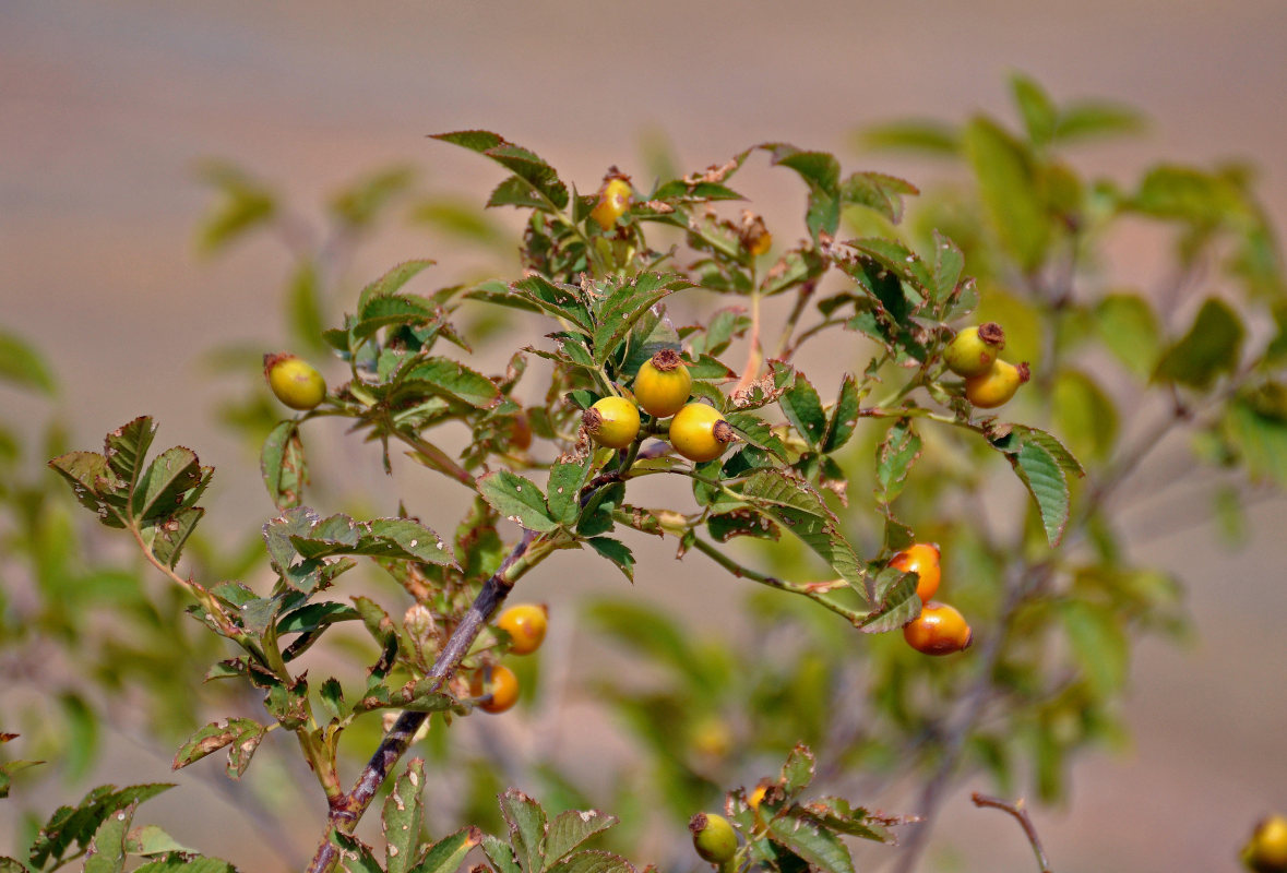 Image of genus Rosa specimen.