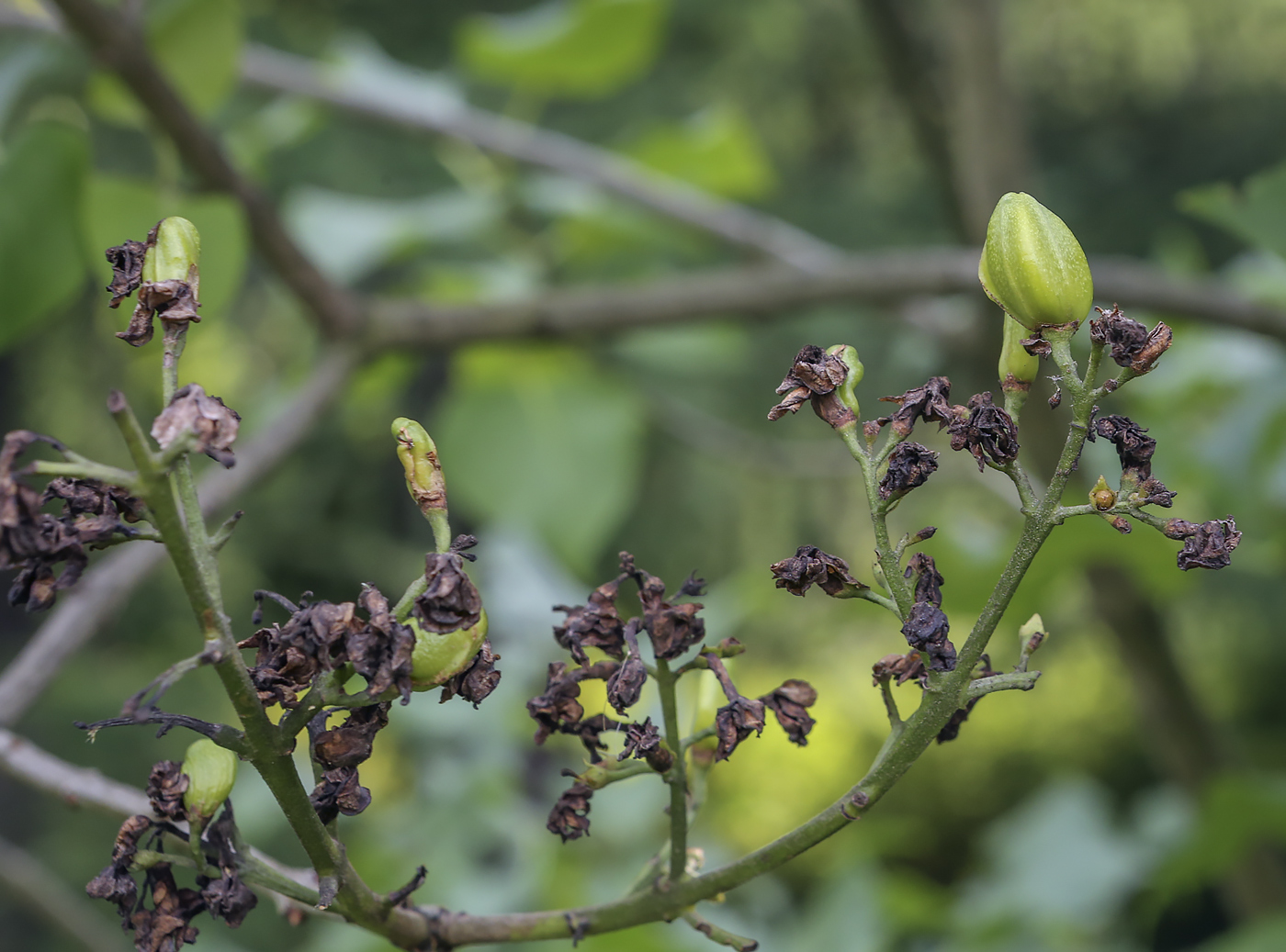 Image of genus Syringa specimen.