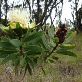 Protea подвид kilimandscharica