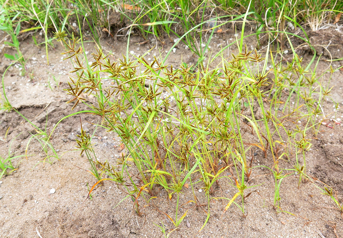 Image of Cyperus amuricus specimen.