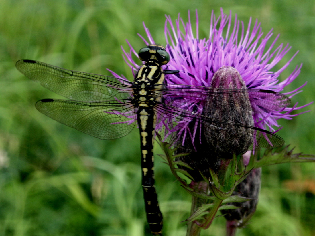 Image of Serratula coronata specimen.