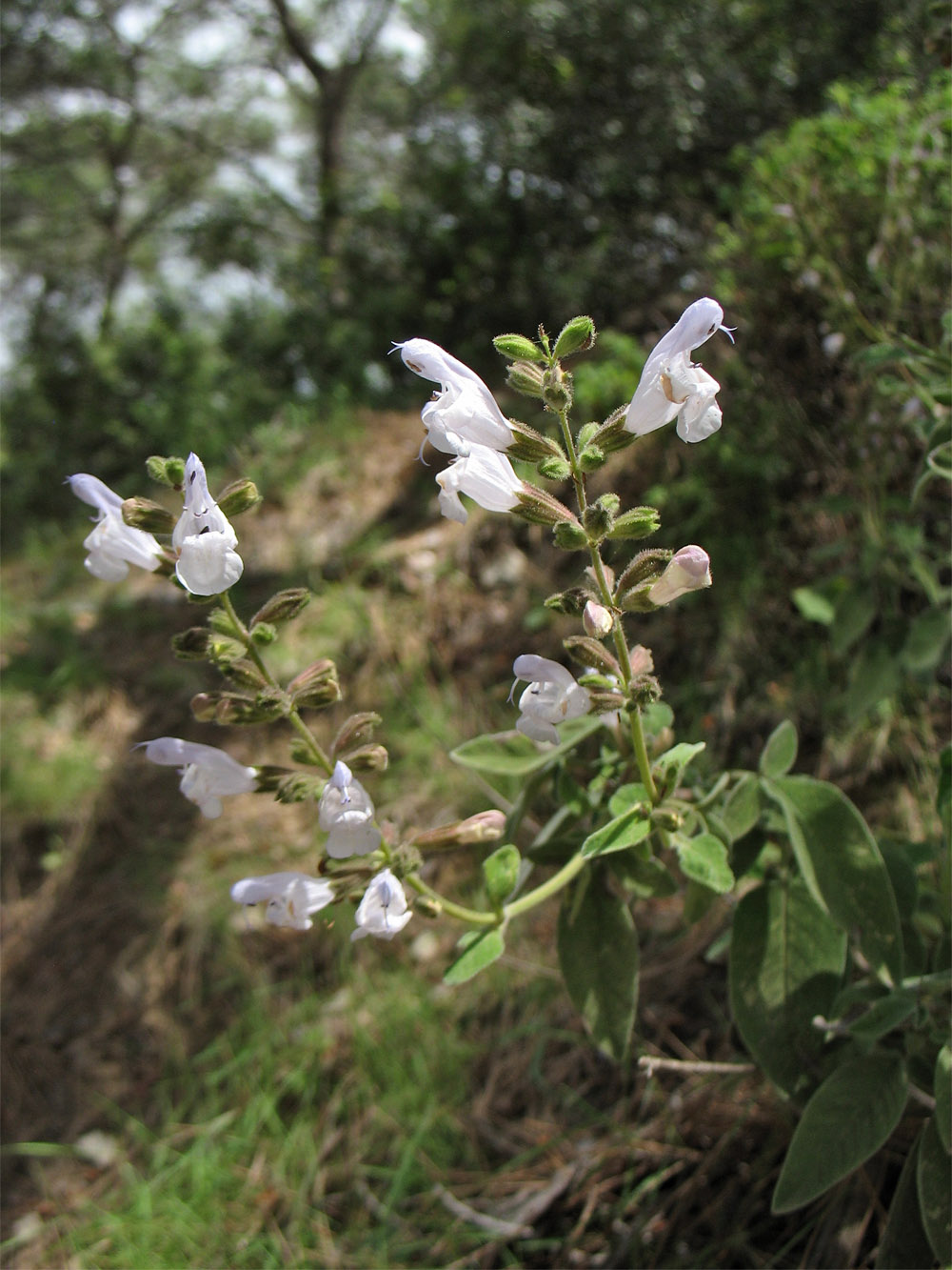 Image of Salvia fruticosa specimen.