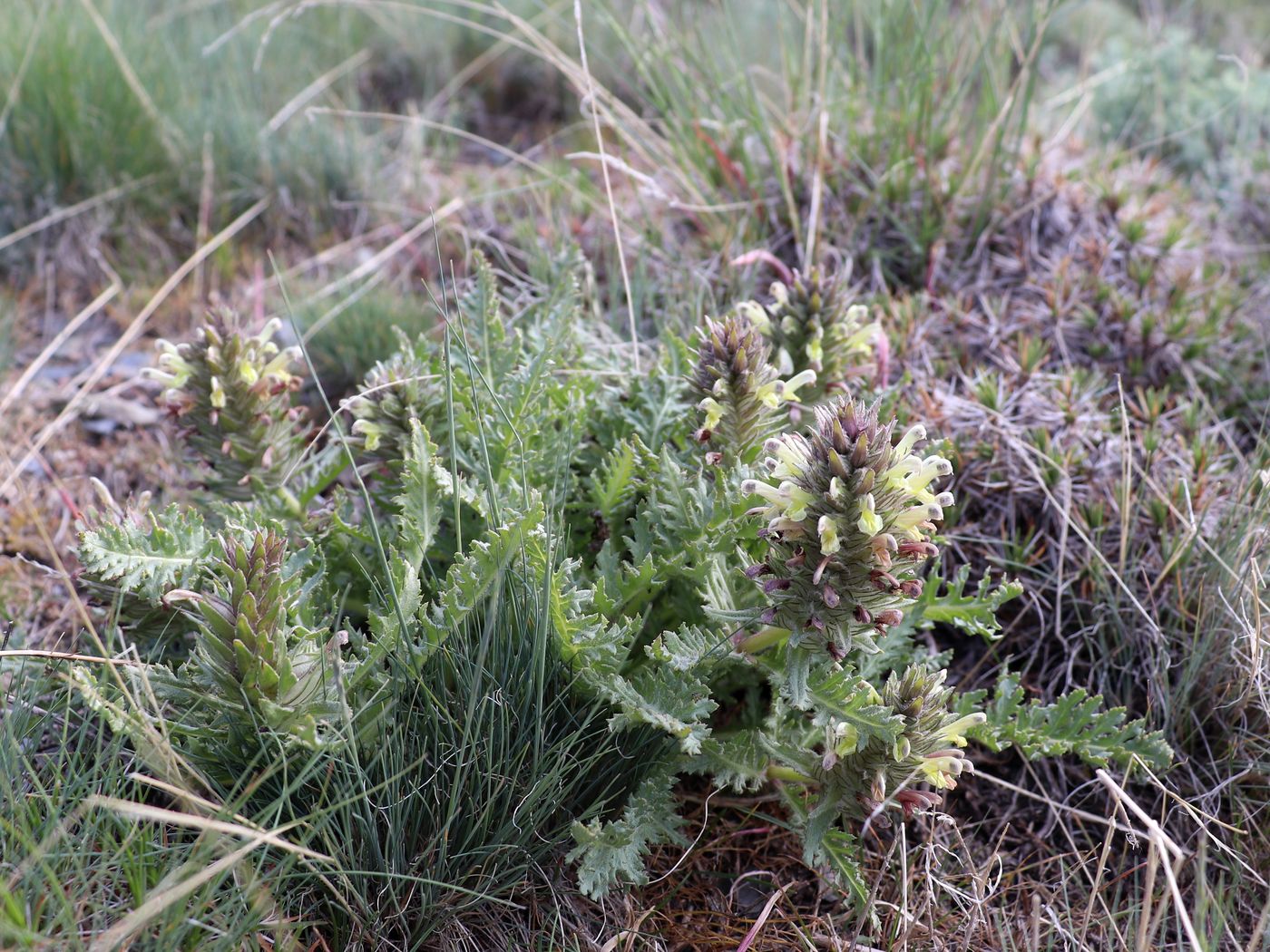 Image of Pedicularis olgae specimen.