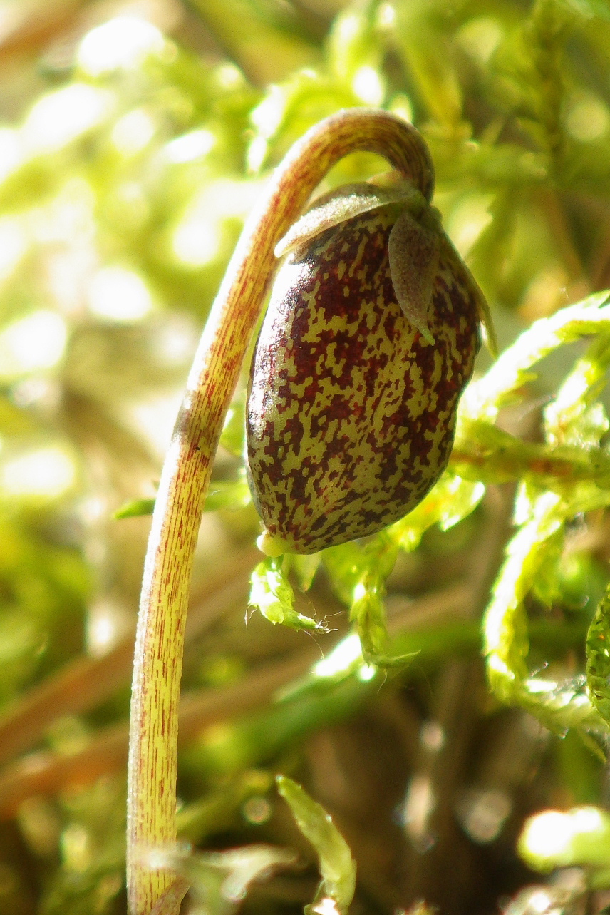 Image of Viola brachyceras specimen.