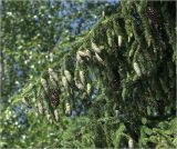 Picea abies