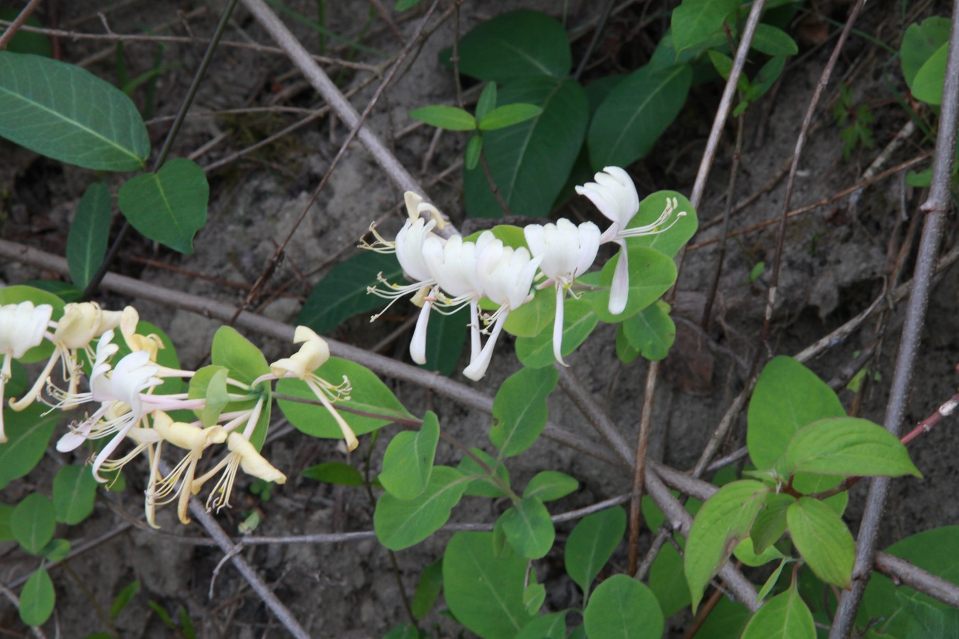 Изображение особи Lonicera caprifolium.