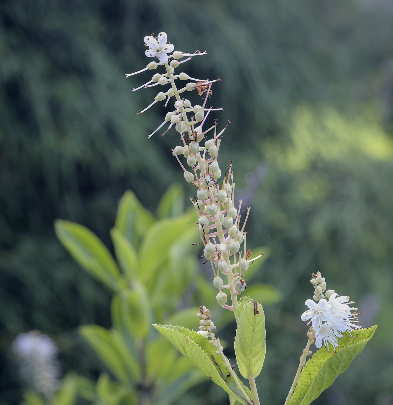 Image of Clethra alnifolia specimen.