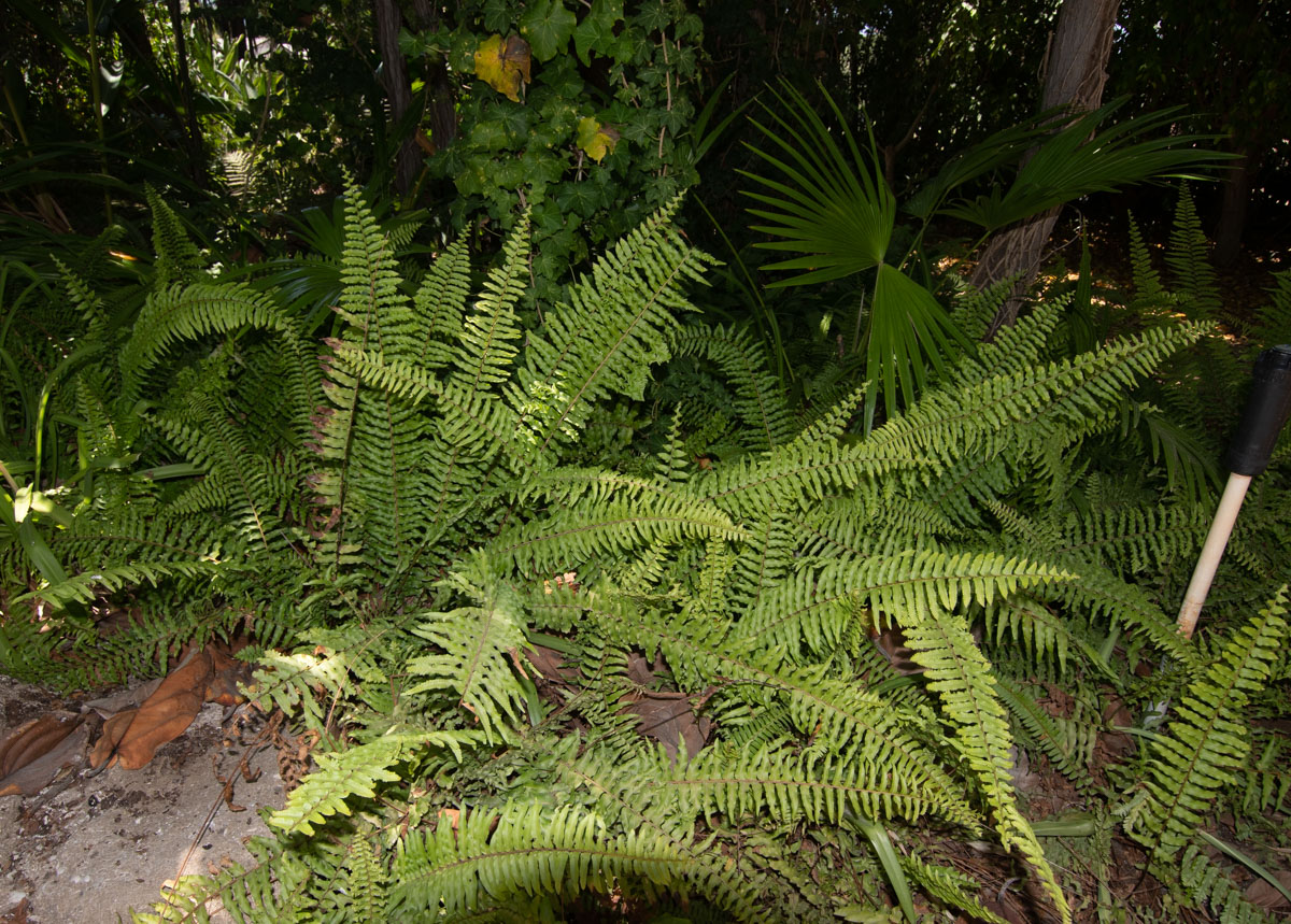 Image of Nephrolepis exaltata specimen.