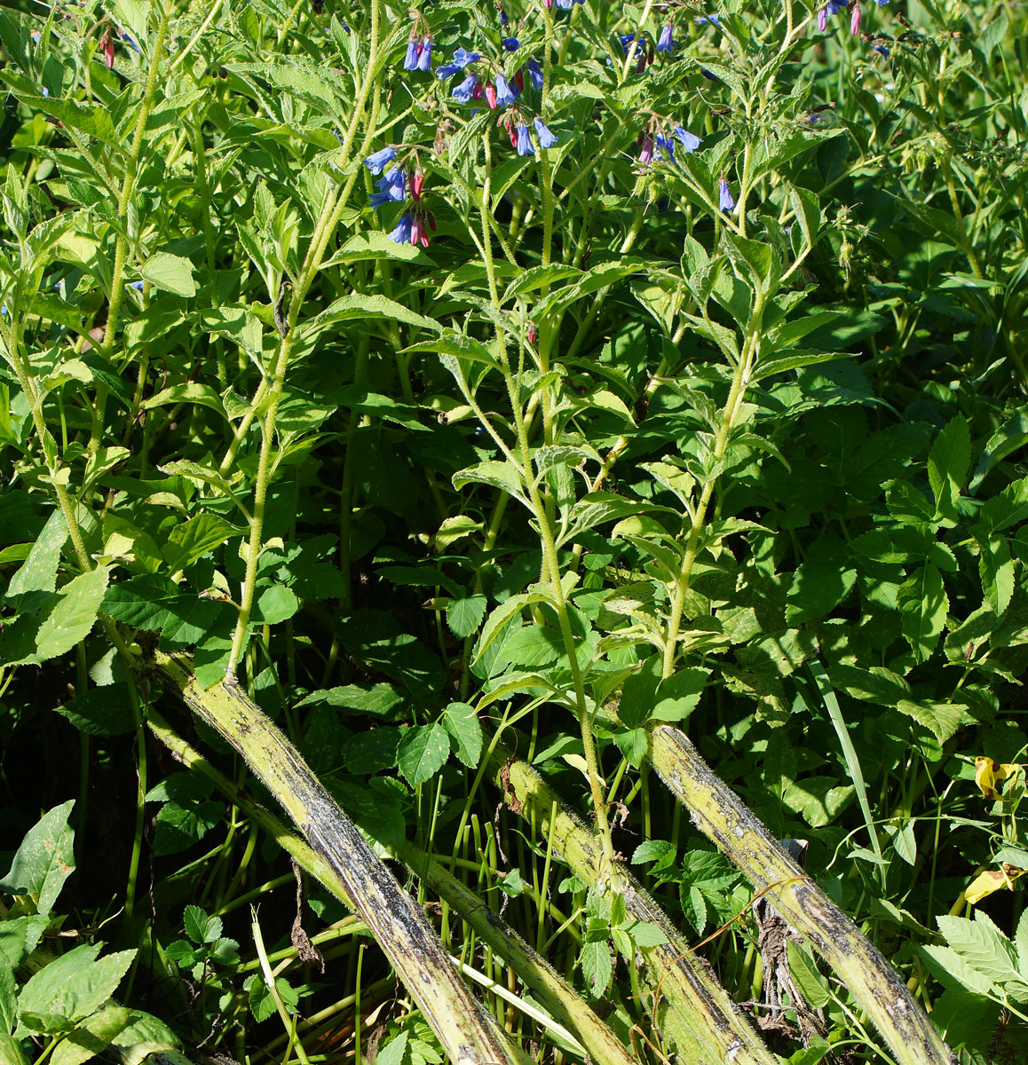 Изображение особи Symphytum asperum.