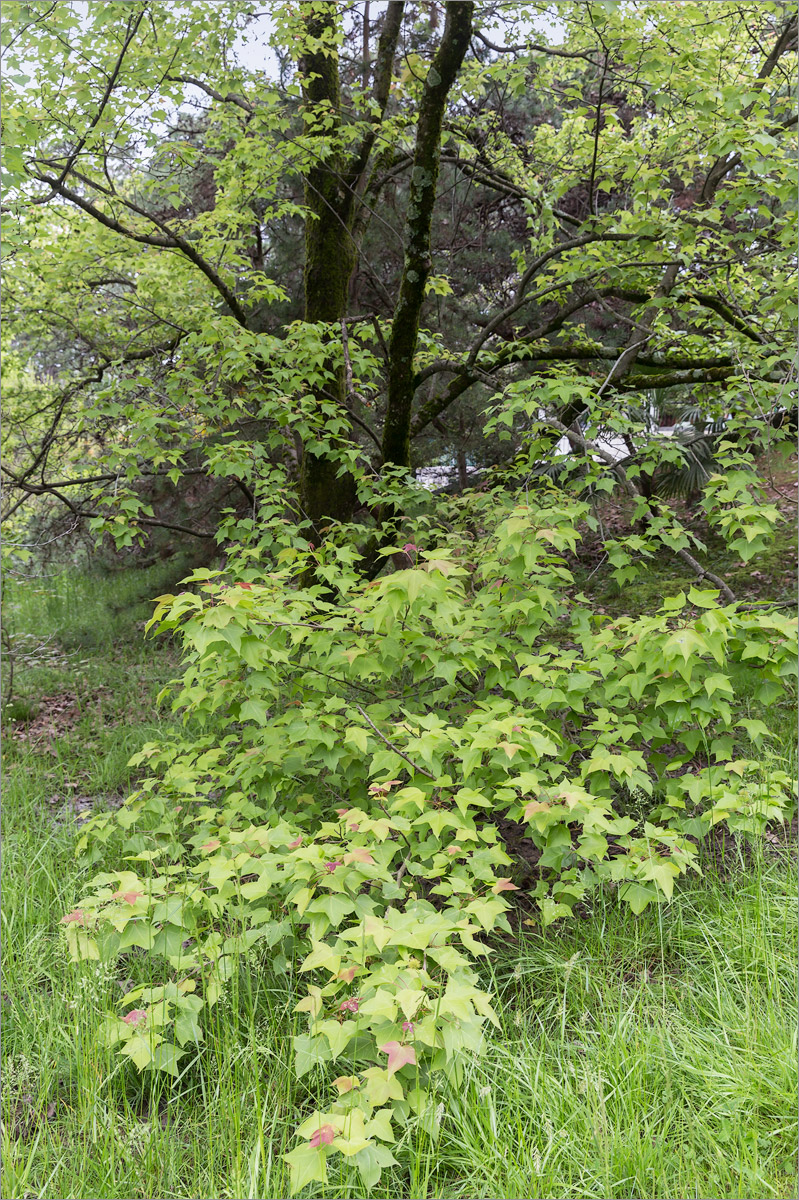 Image of Liquidambar formosana specimen.