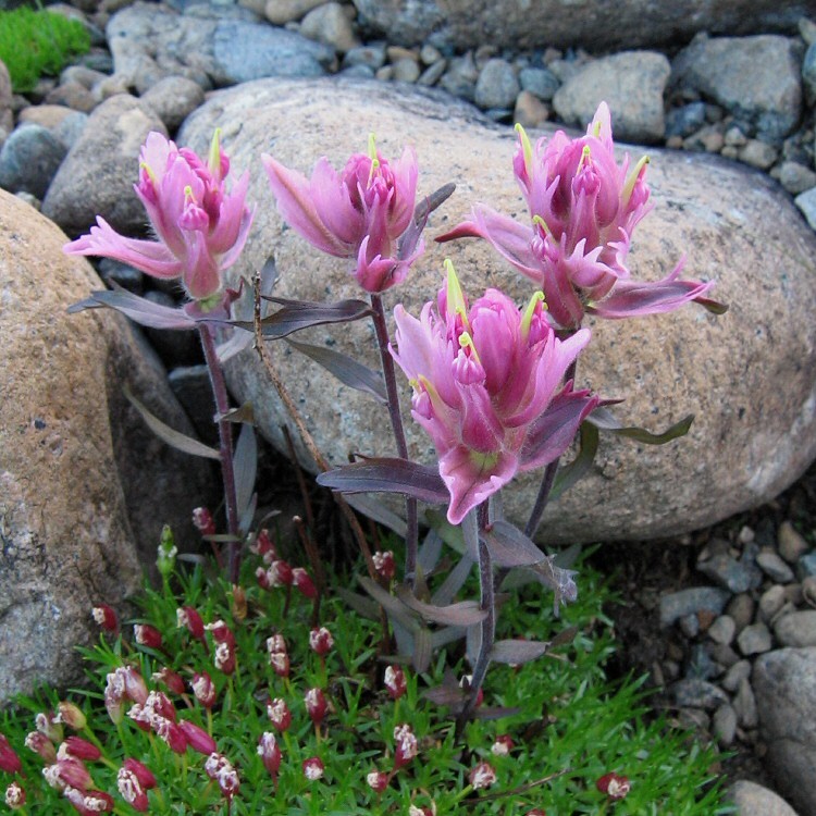 Изображение особи Castilleja arctica ssp. vorkutensis.