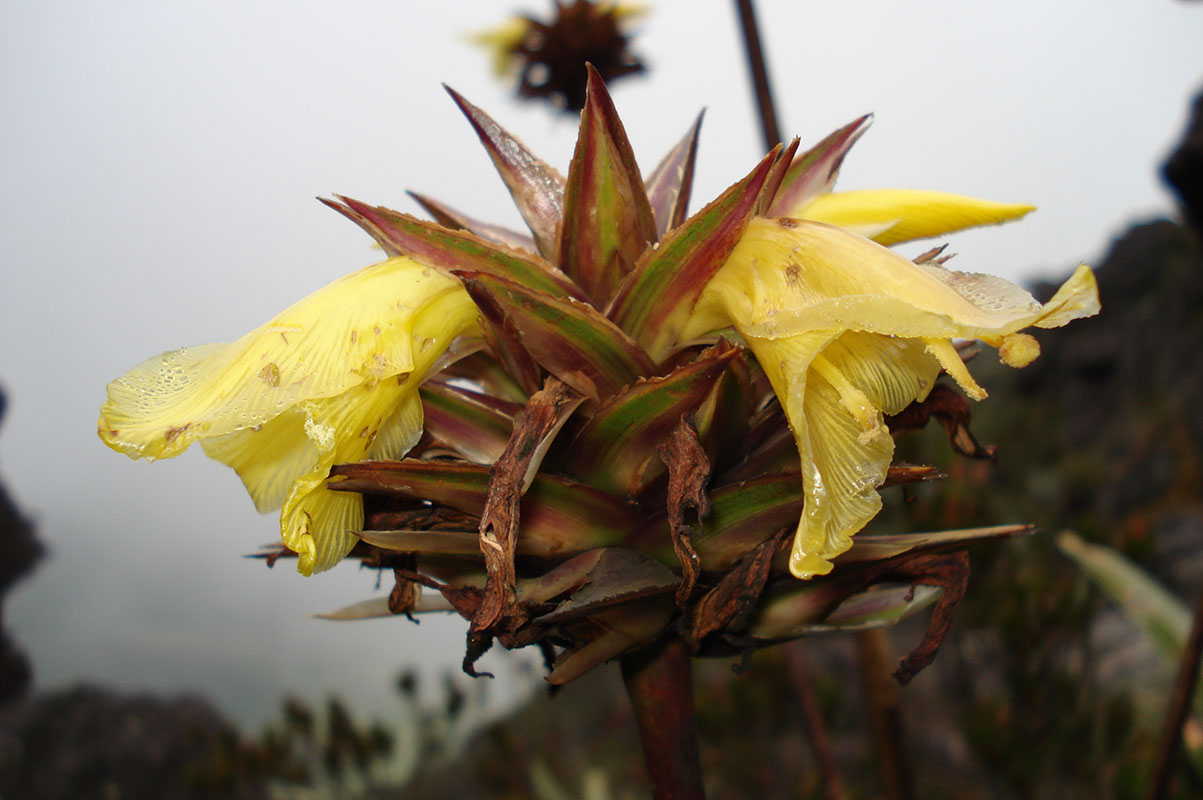 Image of genus Costus specimen.