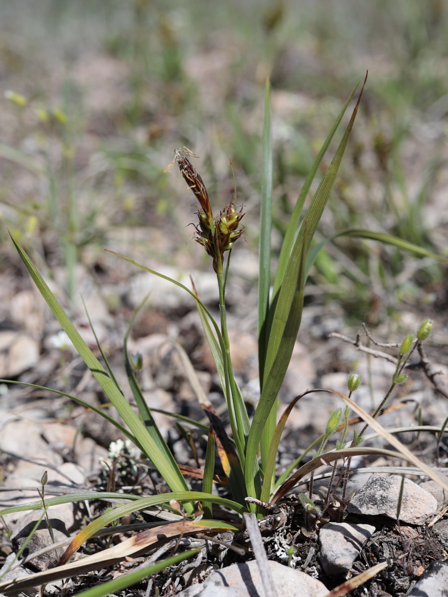 Изображение особи Carex liparocarpos.