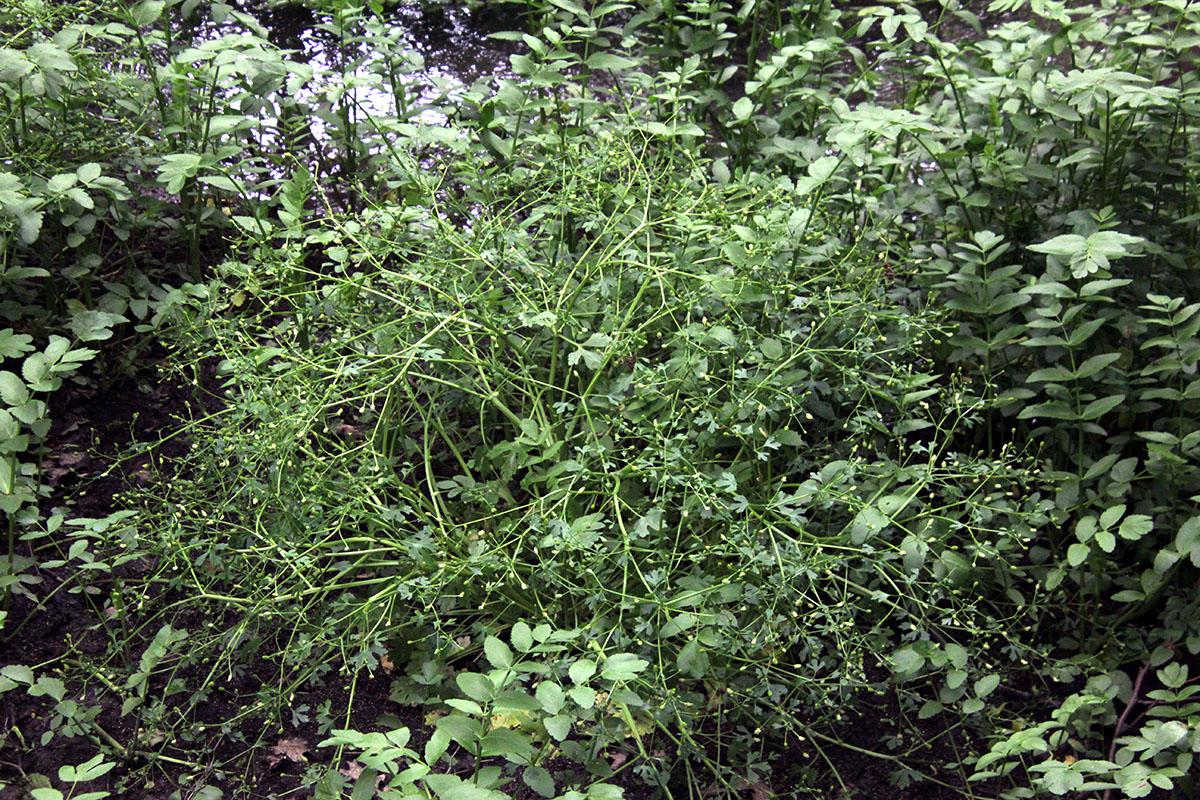 Image of Ranunculus sceleratus specimen.