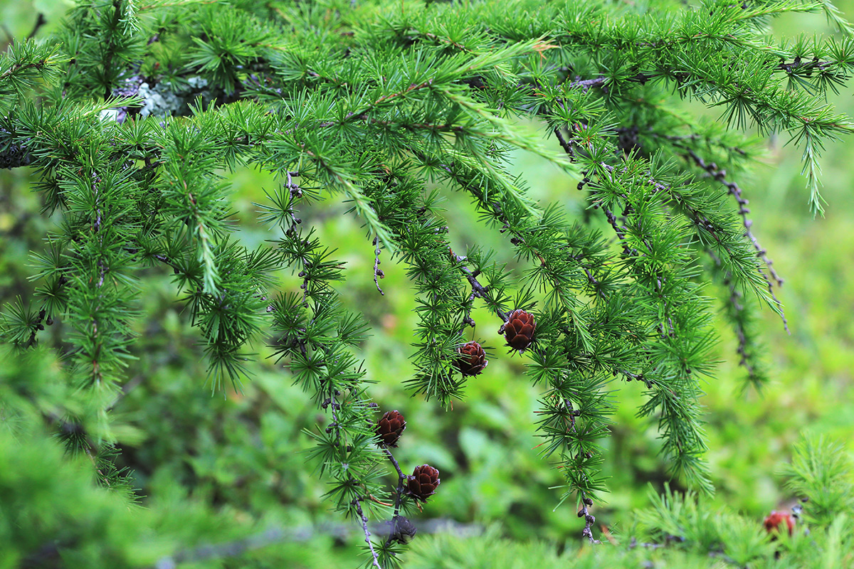 Image of Larix olgensis specimen.