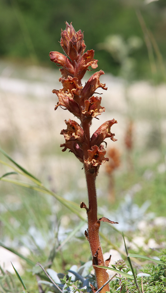 Image of Orobanche alba ssp. xanthostigma specimen.