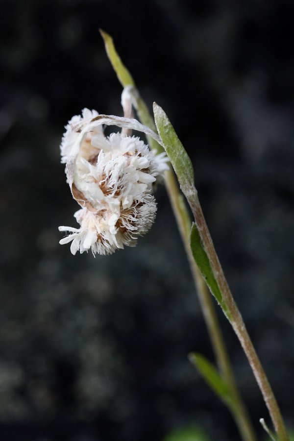 Изображение особи Antennaria dioica.