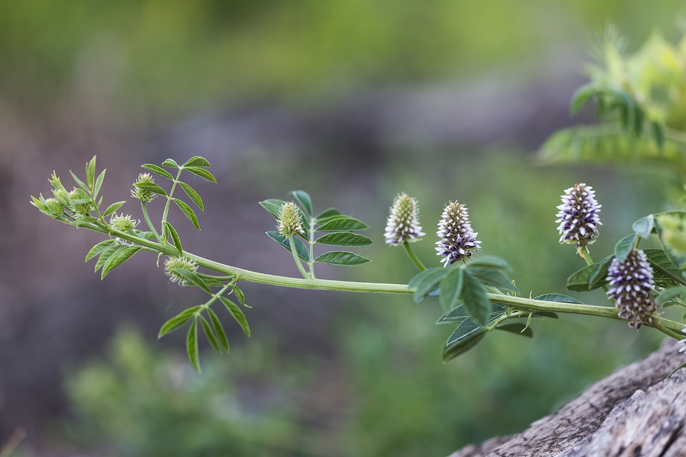 Изображение особи Glycyrrhiza echinata.