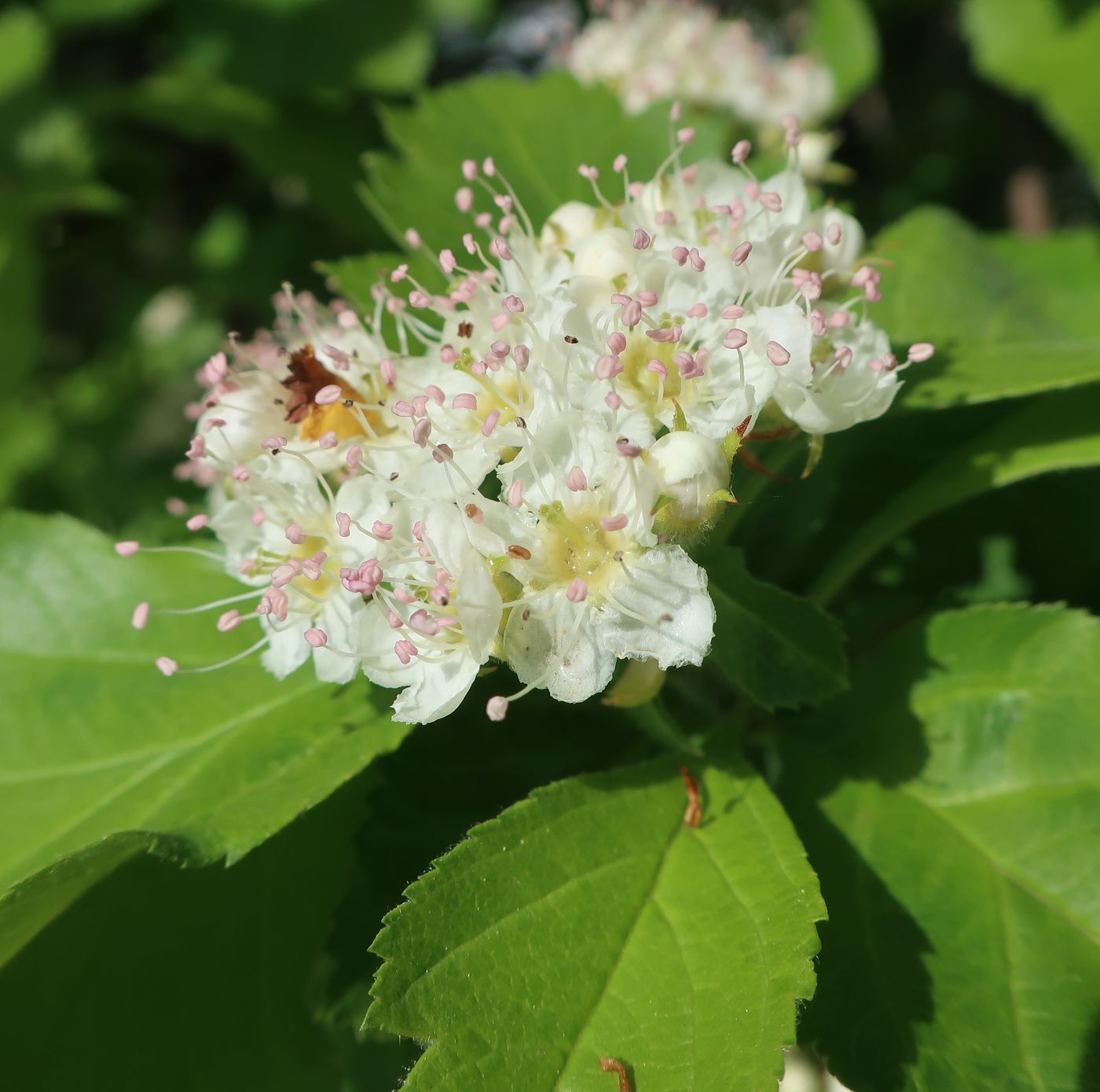 Изображение особи род Crataegus.