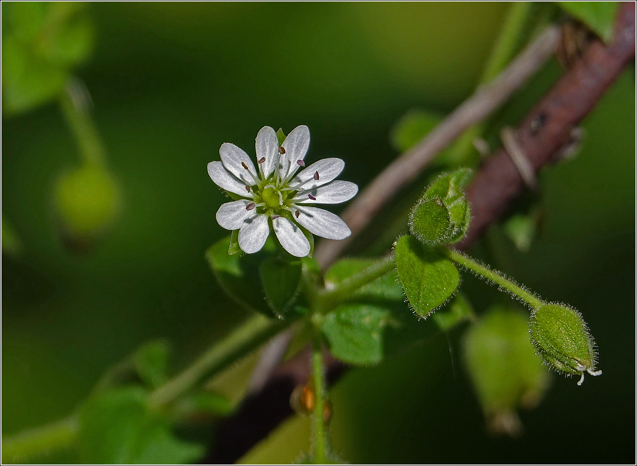 Изображение особи Myosoton aquaticum.