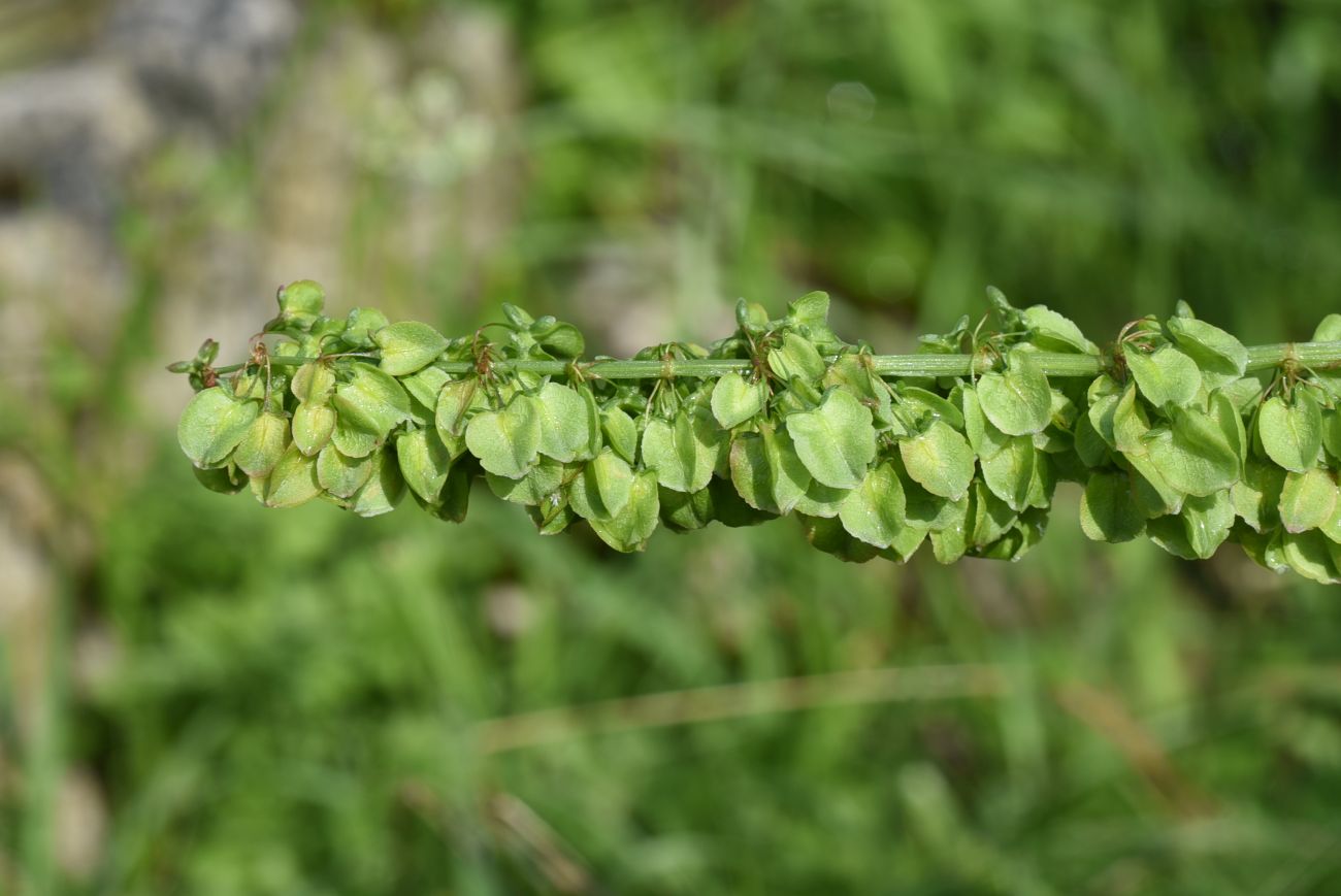 Image of Rumex longifolius specimen.