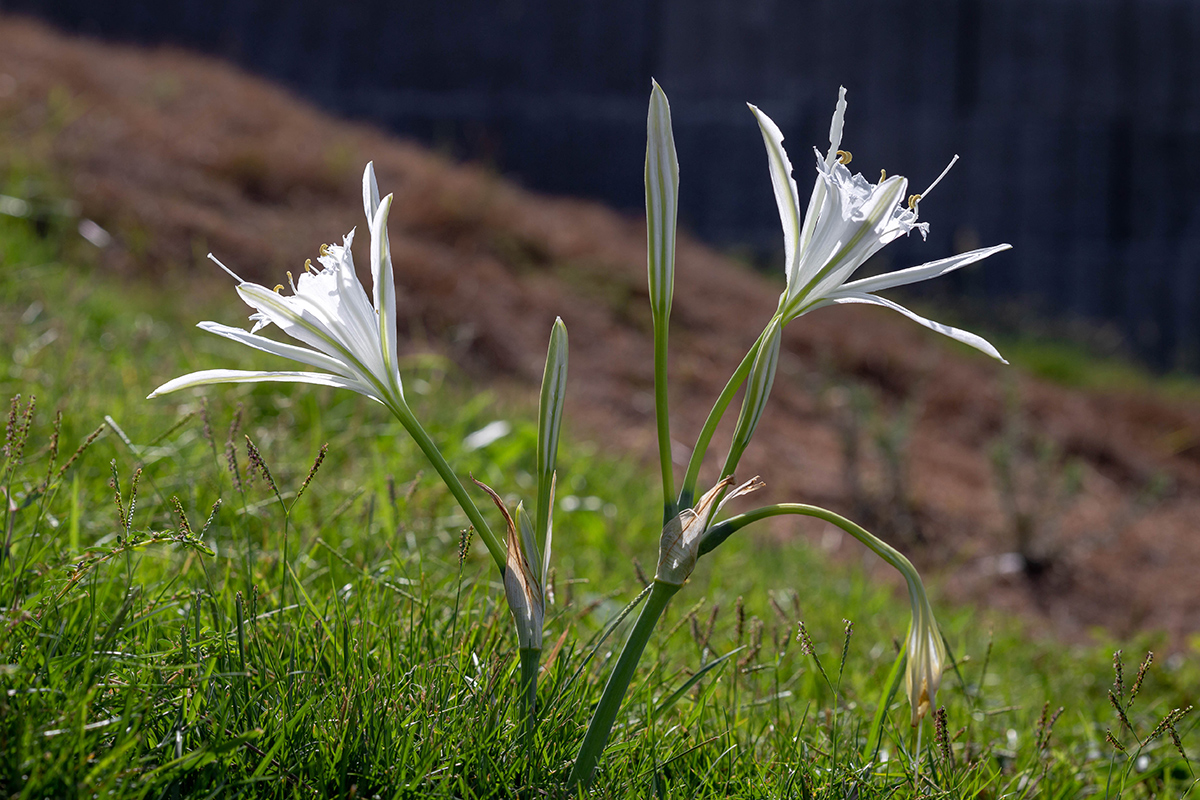 Изображение особи Pancratium maritimum.