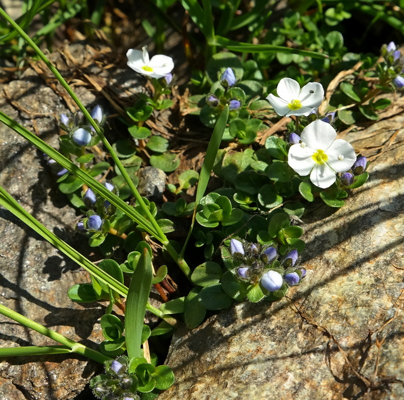 Image of Veronica minuta specimen.