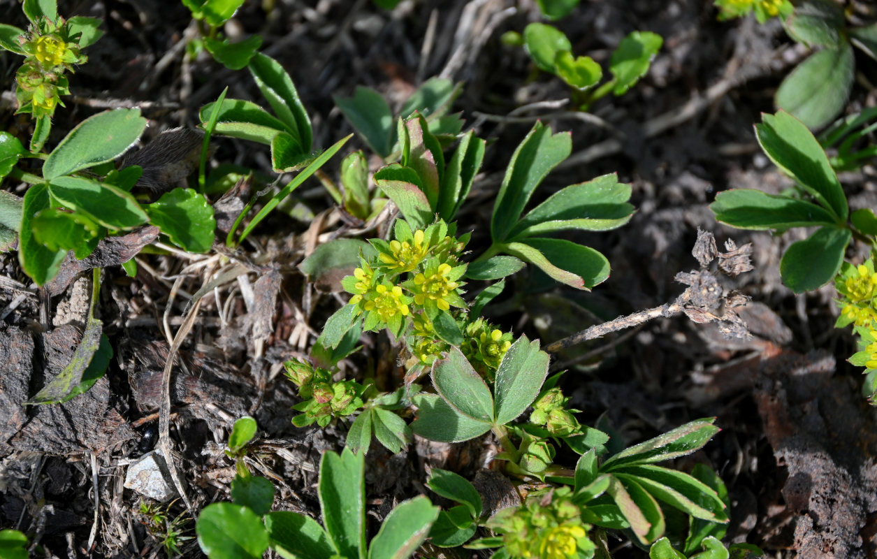 Image of Sibbaldia procumbens specimen.