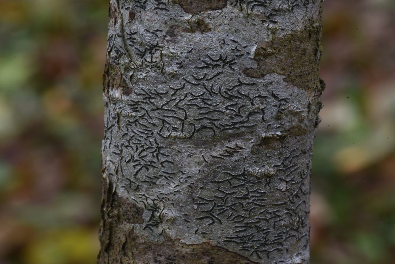 Image of Graphis scripta specimen.