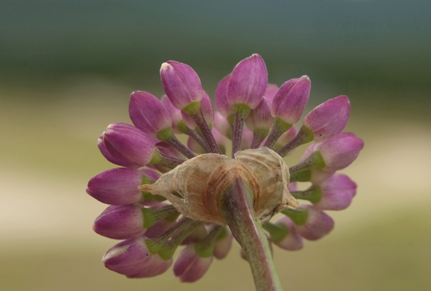 Image of Allium spirale specimen.