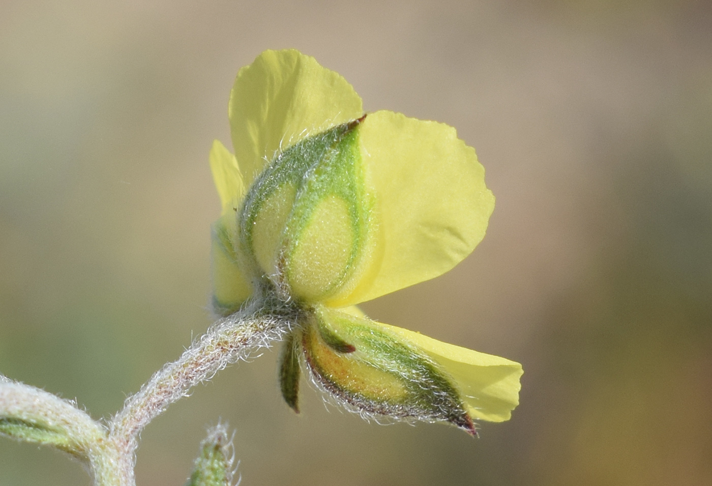 Image of Helianthemum salicifolium specimen.