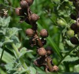 Verbascum virgatum. Часть сухого соплодия. Чили, обл. Valparaiso, провинция Isla de Pascua, г. Hanga Roa, высокий берег океана, сообщество травянистых растений. 08.03.2023.