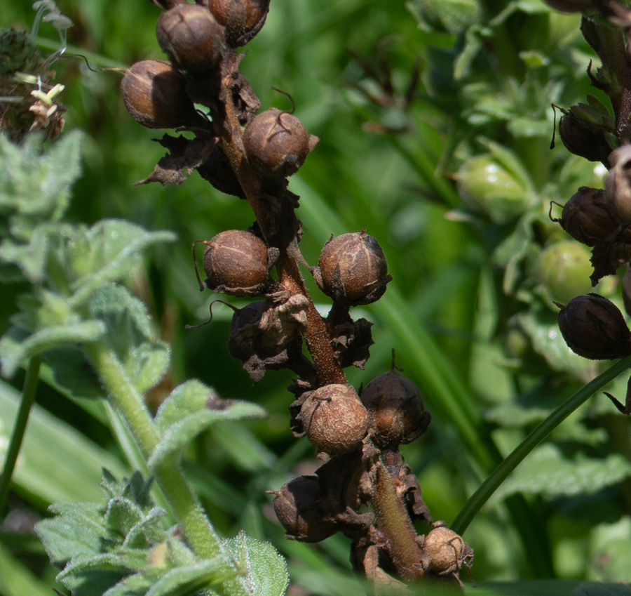 Image of Verbascum virgatum specimen.