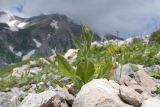 Knautia montana. Растение с развивающимся соцветием. Адыгея, Кавказский биосферный заповедник, гора Гузерипль, южный склон, ≈ 2100 м н.у.м., образовавшаяся в результате оползня 2012 г. зарастающая крупнокаменистая осыпь. 28.06.2023.