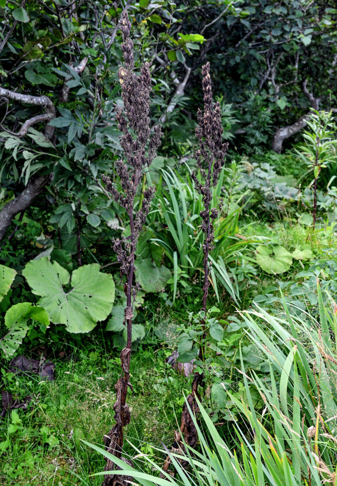 Image of genus Veratrum specimen.