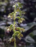 Epipactis helleborine. Соцветие с питающимися муравьями. Пермский край, Кунгурский р-н, окр. с. Плехановское, окр. оз. Осиновое, смешанный лес. 13.08.2023.