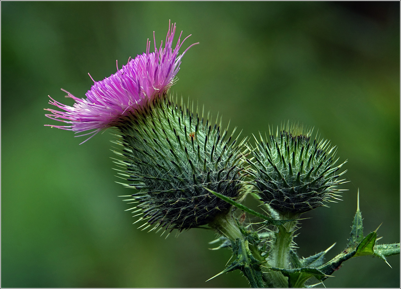 Image of Cirsium vulgare specimen.