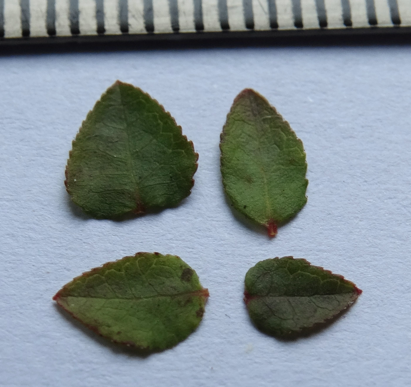 Image of Vaccinium scoparium specimen.